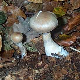 Cortinaire farouche ou Cortinarius torvus