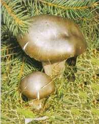 Hygrophore des chvres ou Hygrophorus camarophyllus