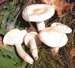 Hygrophore comestible ou hygrophorus penarius