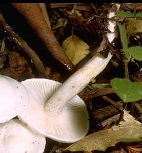 Hygrophore comestible ou hygrophorus penarius