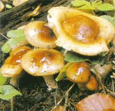 Hygrophore discoide ou Hygrophorus discoideus