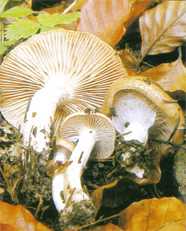 Hygrophore discoide ou Hygrophorus discoideus