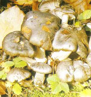 Hygrophore gris ou Hygrophorus atramentosus