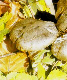 Hygrophore gris ou Hygrophorus atramentosus