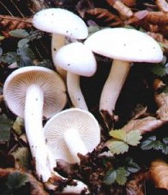 Hygrophore ivoire ou hygrophorus eburneus
