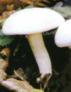 Hygrophore ivoire ou hygrophorus eburneus