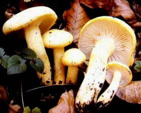 Hygrophore jaune ou Hygrophorus chrysodon