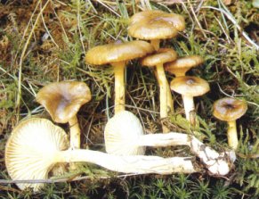 Hygrophore jaunissant ou Hygrophorus hypothejus