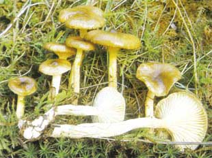 Hygrophore jaunissant ou Hygrophorus hypothejus