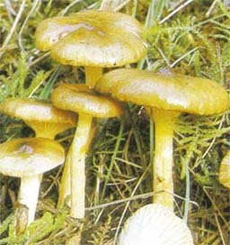 Hygrophore jaunissant ou Hygrophorus hypothejus