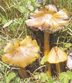 Hygrophore ngre ou Hygrocybe nigrescens