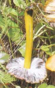 Hygrophore ngre ou Hygrocybe nigrescens