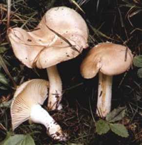 Hygrophore  odeur agrable ou Hygrophorus agathosmus