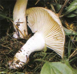 Hygrophore  odeur agrable ou Hygrophorus agathosmus