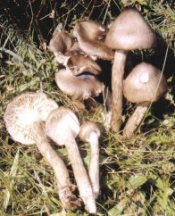 Hygrophore olive ou Hygrophorus olivaceoalbus