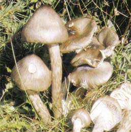 Hygrophore olive ou Hygrophorus olivaceoalbus