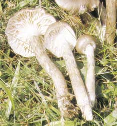 Hygrophore olive ou Hygrophorus olivaceoalbus