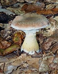 Armillaire bulbeuse ou armillaria gallica ou bulbosa