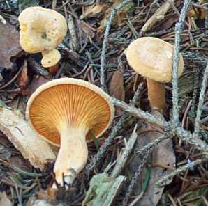 Clitocybe orang ou fausse girolle ou Clitocybe aurantiaca ou Hygrophoropsis aurantiaca