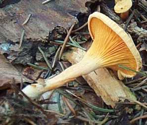 Clitocybe orang ou clitocybe aurantiaca ou hygrophoropsis aurantiaca