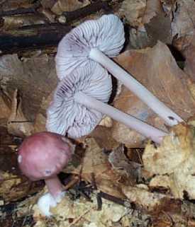 Mycne pure ou Mycena pure ou Mycena rosea