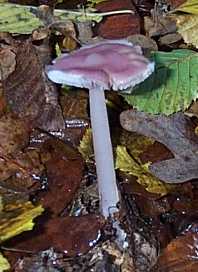 Mycne pure ou Mycena pure ou Mycena rosea