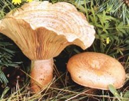 Lactaire Dlicieux ou lactarius deliciosus