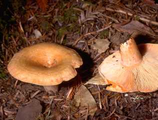 Lactaire Dlicieux ou lactarius deliciosus