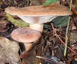 Lactaire subtile ou Lactarius subdulcis