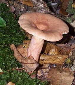 Lactaire subtile ou Lactarius subdulcis