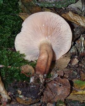 Lactaire subtile ou Lactarius subdulcis