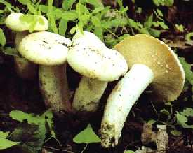 Lactaire poivr ou Lactarius piperatus