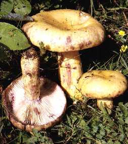 Lactaire spectaculaire ou Lactarius repraesentaneus