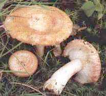 Lactaire  toison ou Lactarius torminosus