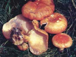 Lactaire du mlze ou Lactarius porninsis