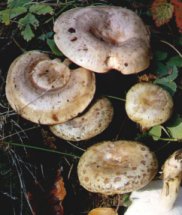 Lactaire muqueux ou Lactarius blennius