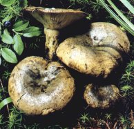 Lactaire plomb ou Lactarius turpis