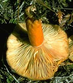 Lactaire sanguin ou lactarius sanguiflus