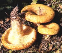 Lactaire scrobicul ou Lactarius scrobiculatus