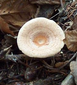 Lactaire zon ou Lactarius zonarius