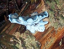 Polypore bleut ou Oligoporus caesius ou Postia caesia