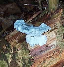 Polypore bleut ou Oligoporus caesius ou Postia caesia