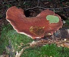 Langue de boeuf ou Fistulina hepatica