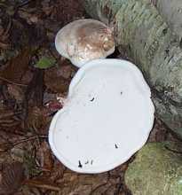 Polypore du bouleaux ou Piptoporus betulinus