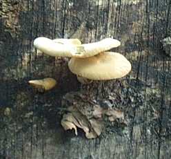 Polypore bai ou Polyporus badius ou Polyporus durus