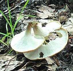 Polypore bai ou Polyporus badius ou Polyporus durus