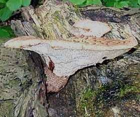 Polypore cailleux ou Polyporus squamosus