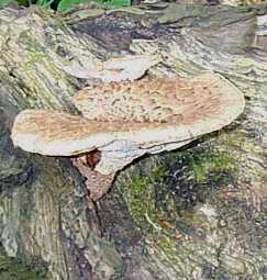 Polypore cailleux ou polyporus squamosus