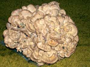 Polypore poule des bois ou Grifola frondosa ou Polyporus frondosus