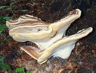 Polypore gant ou Meripilus giganteus